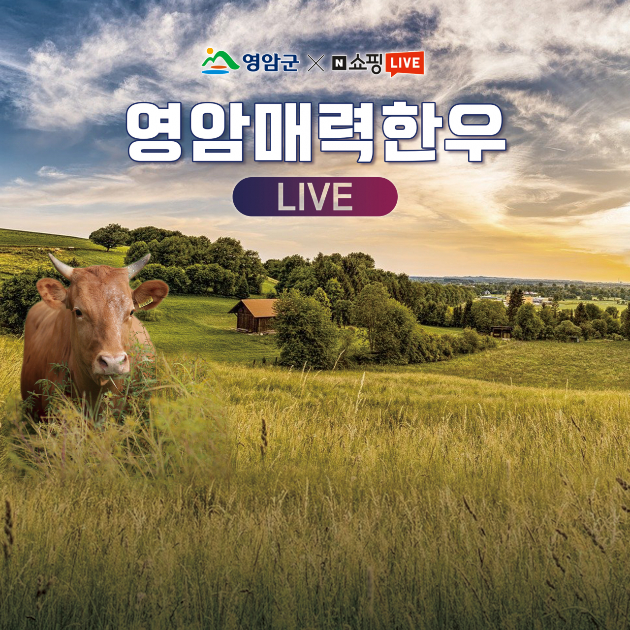 영암 매력한우 디자인