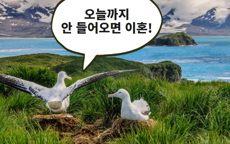 앨버트로스. [123rf 제공]