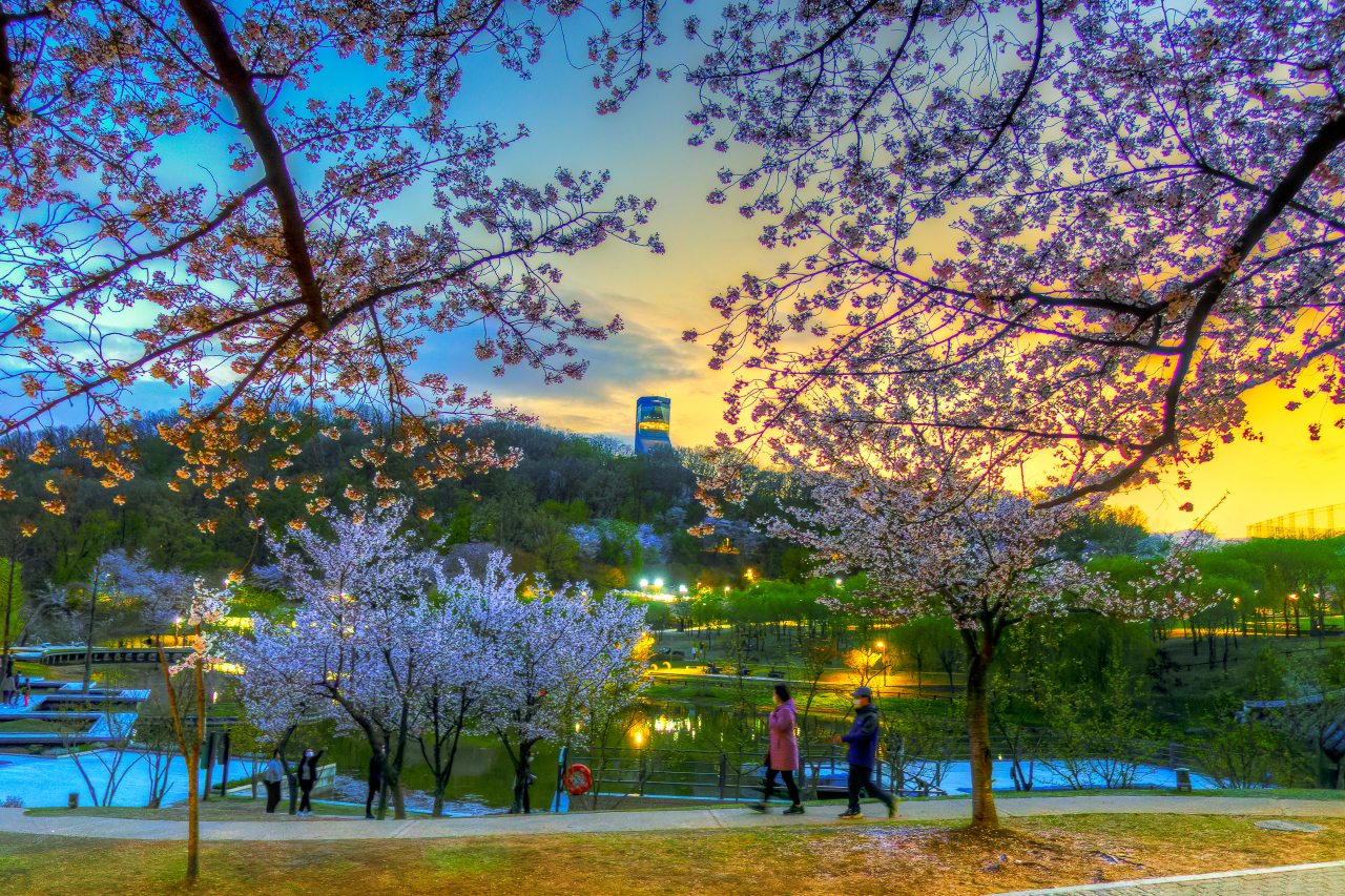 강북구 사진 공모전 최우수작 ‘화려한 봄날의 저녁’ [강북구 제공]
