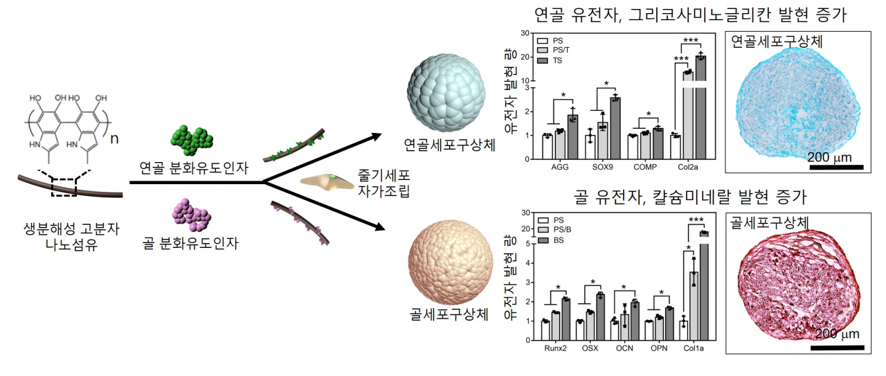 골, 연골 분화 유도 인자가 고정화된 나노섬유와 줄기세포 자가조립을 통한 골·연골 세포구상체 제작. [한양대 제공]