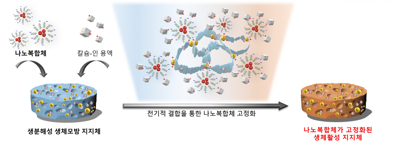 생체활성 지지체 모식도.[차의과대학 제공]