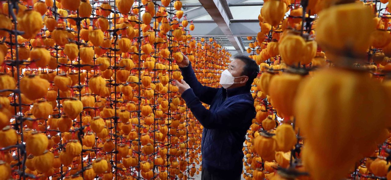 Bundles of dried persimmons (gotgam) hanging in the autumn air at a Haman farm in North Gyeongsang Province