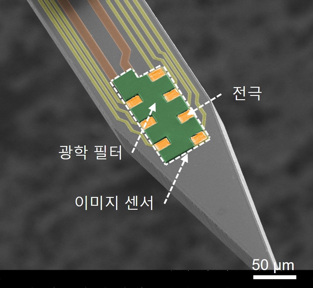 형광신호와 전기신호를 동시에 측정하기 위해 이미지 센서와 전극이 고밀도로 집적된 브레인 칩 모식도. 탐침(그림에서 칼처럼 보이는 부분)이 뇌 내부로 삽입되고 탐침에 집적된 이미지 센서와 전극이 신경 활동을 형광 및 전기신호로 동시에 측정.[KIST 제공]