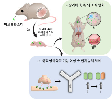 “내 몸속 초미세플라스틱이 유전된다...” 자손 뇌 발달 이상 유발 가능성 ↑