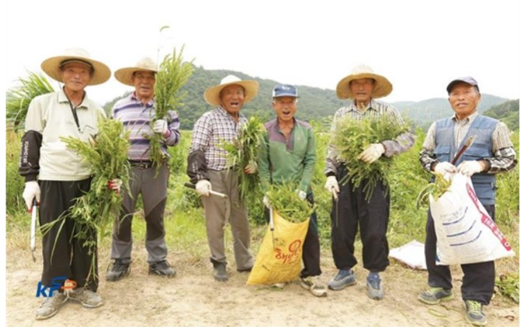 전북 임실군 선거웰빙푸드 영농조합법인은 농림축산식품부의 사회적 농업활성화 지원사업에 선정, 고령층에게 일자리를 제공하고 있다. [한국농어촌공사 제공]