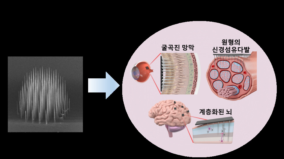 서로 다른 여러 길이의 초미세전극들이 배열된 마이크로 니들(초미세 전극 다발)은 신경섬유 다발, 망막, 뇌와 같이 굴곡진 조직의 서로 다른 깊이에 존재하는 신경세포 가운데 표적하는 세포에만 가까이 접근하여 신경신호를 효과적으로 읽어낼 수 있다.[KIST 제공]
