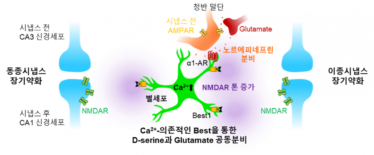 노르에피네프린으로 활성된 성상교세포가 증가시킨 NMDAR 톤에 의한 동종시냅스 및 이종시냅스의 장기 약화 기전.[IBS 제공]