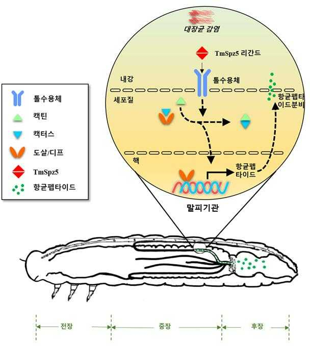 전남대 밀웜 연구성과