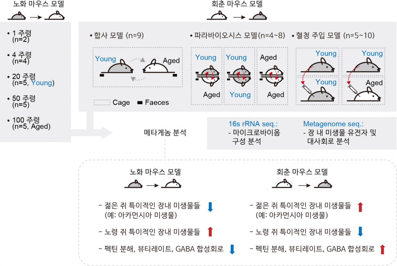 노화 마우스 모델 및 회춘 마우스 모델 메타게놈 분석 모식도.[KAIST 제공]