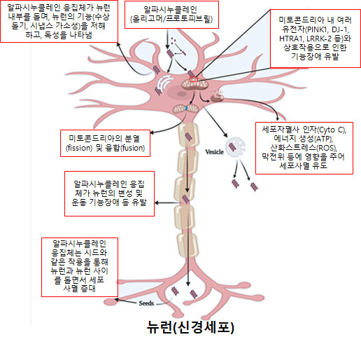 알파시누클레인 응집체에 의한 뉴런에서의 미토콘드리아 기능장애 및 세포사멸 모식도.[한국기초과학지원연구원 제공]