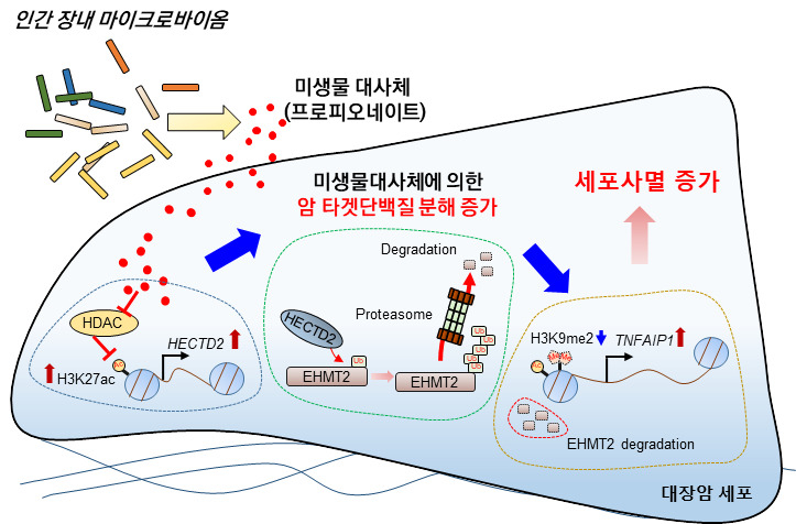 장내미생물 대사체 프로피오네이트에 의한 대장암 세포주의 세포사멸 유도 과정 모식도. [한국생명공학연구원 제공]