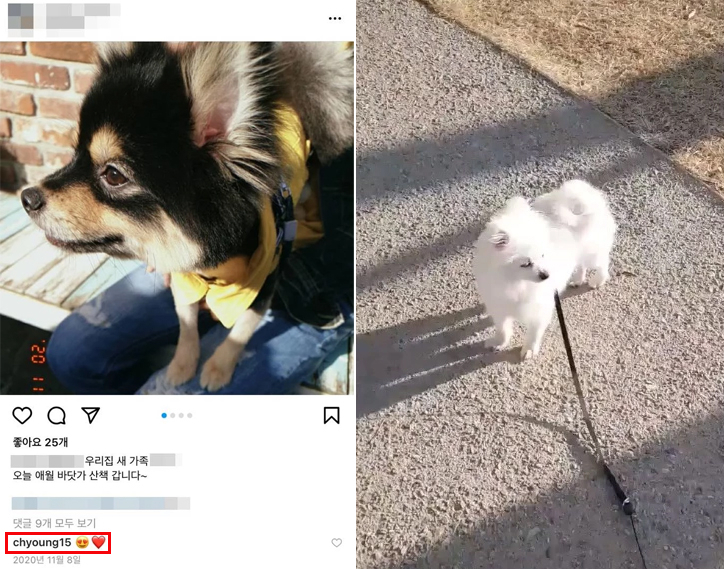 이채영이 입양해 키우던 반려견들을 상습 파양했다는 의혹을 받고 있다. [인스타그램 캡처]