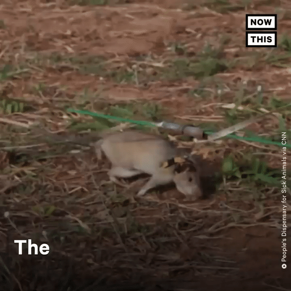 [유튜브 'NowThis News' 채널 캡처]