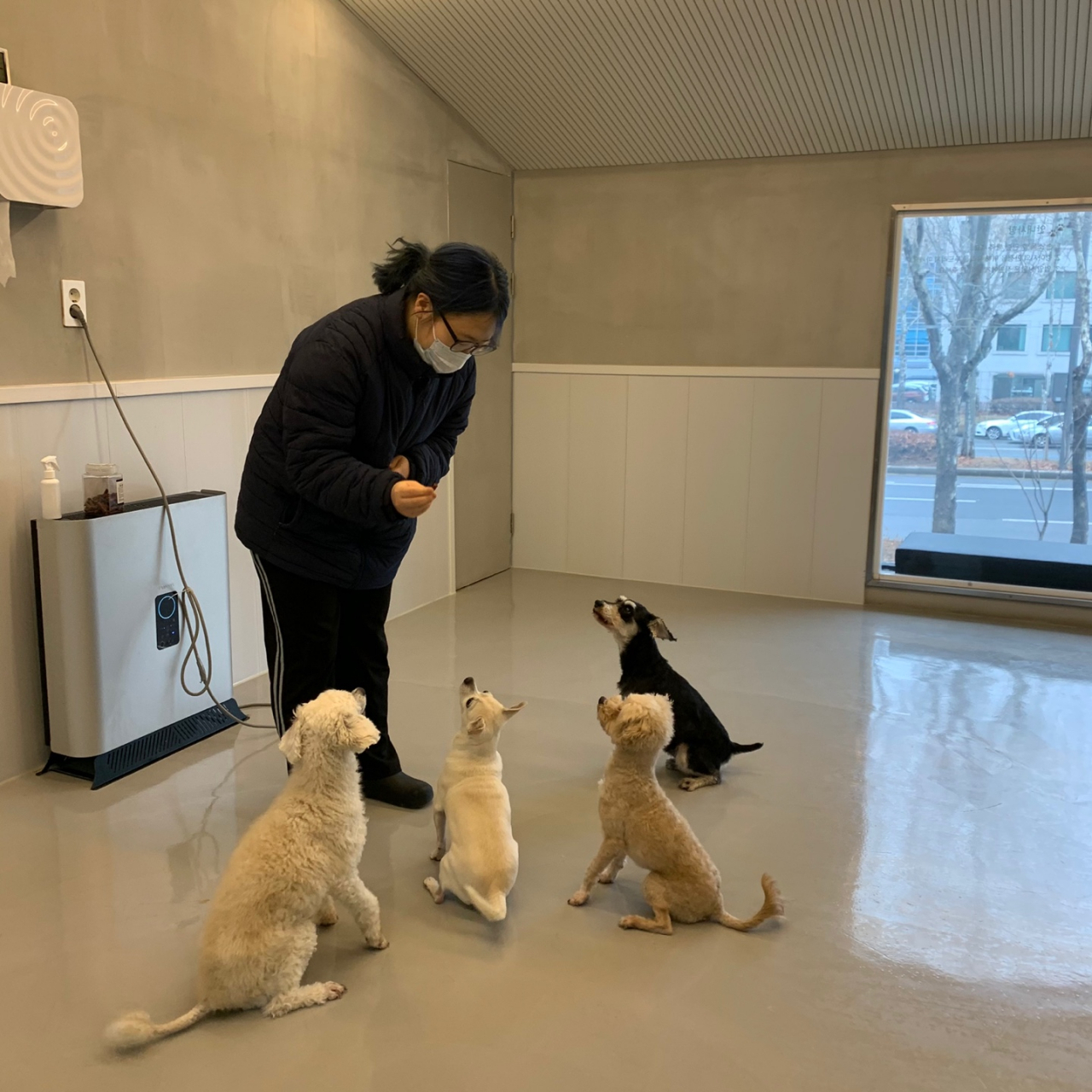 서초동물사랑센터에서 반려견 전문 돌봄이가 반려견들을 돌봐주고 있다. [서초구청 제공]