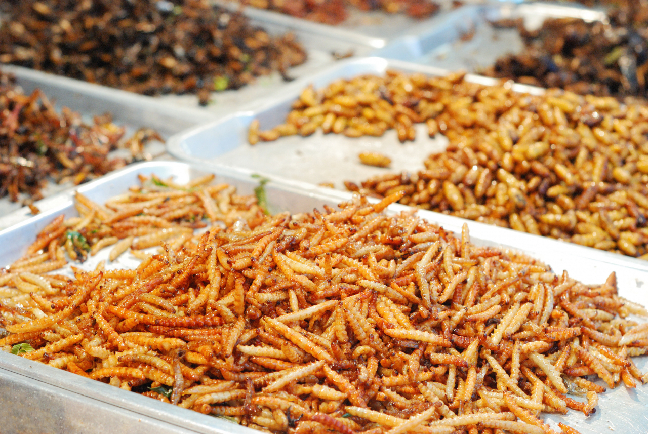 “랍스터 맛이 나!”, 곤충 과자가 탄생한 사연[지구, 뭐래?]