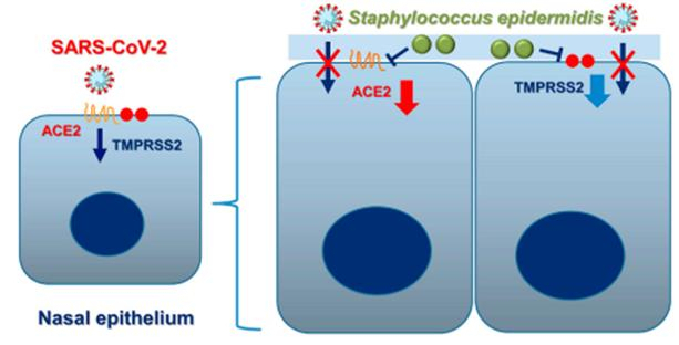 [모식도] 코 공생미생물 표피포도상구균(Staphylococcus epidermidis)의 SARS-CoV-2 진입 인자 억제 과정