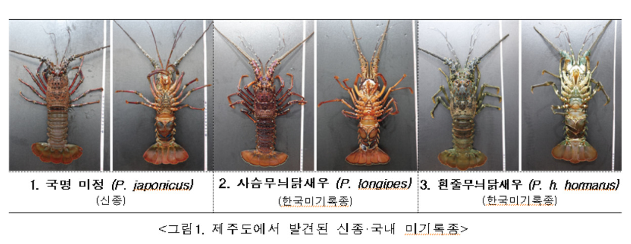 제주도에서 발견된 신종·국내 미기록종.[KIOST 제공]