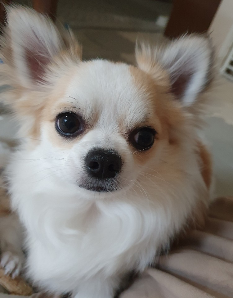 복제 루이