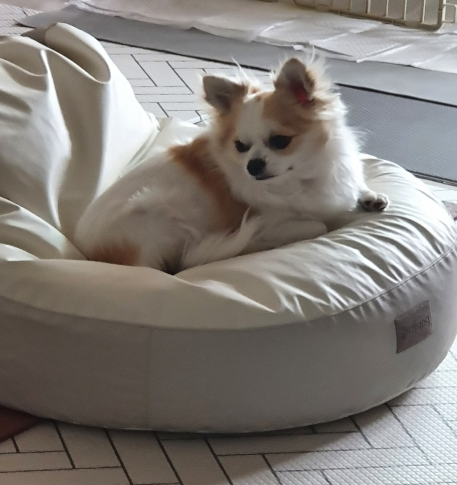 옛 모습 그대로 살아가는 복제견 루이. 반려견을 잃은 슬픔과 정신충격 즉 펫로스 증후군을 극복할수 있었다는 루이 엄마의 고백이 답지했다.