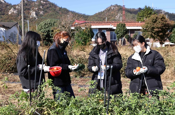 푸소 체험에 참가한 관광객들이 토마토 수확체험을 하고 있다.