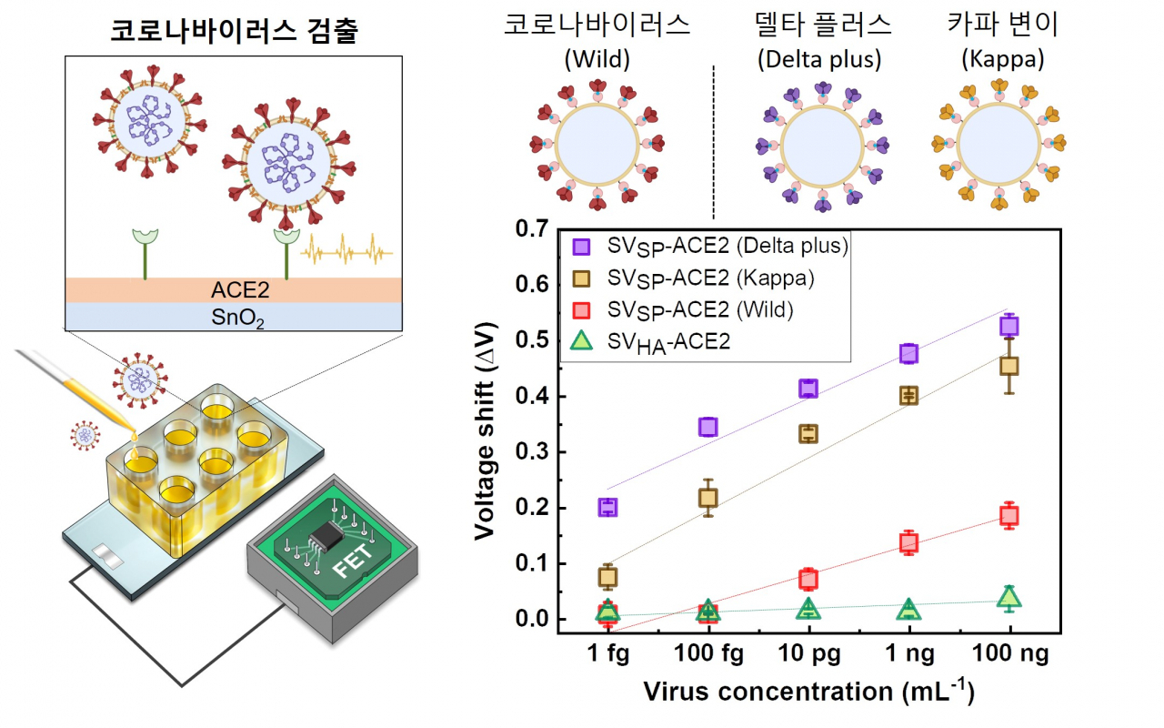 초고감도 반도체 기반의 바이오센서 플랫폼의 검출 모식도 및 코로나19 변이 바이러스 검출 결과.[KIST 제공]