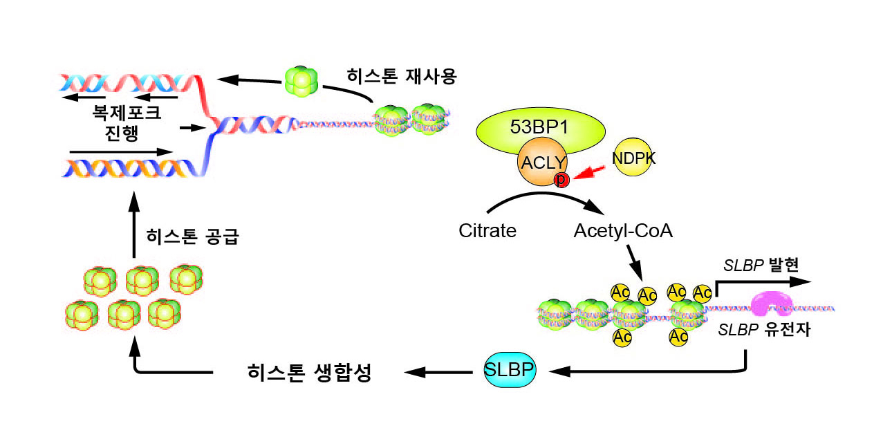 DNA 복제과정에서 히스톤을 생성해 게놈안정화를 유지하는 메커니즘. [조선대학교 제공]
