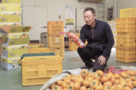 생산한 단감을 바라보고 있는 강창국 단감 농업마이스터. [티몬 제공]