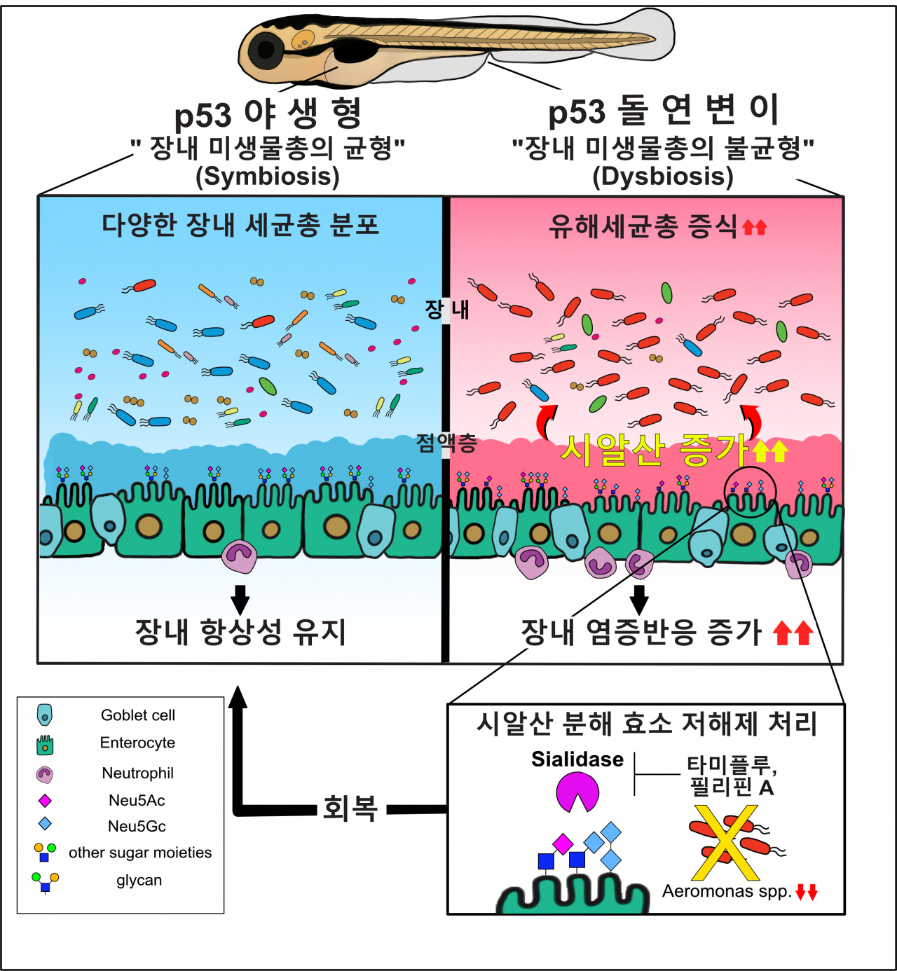 p53 돌연변이에 의한 장내 미생물총의 불균형 및 시알산 분해 효소 저해제의 효과에 대한 흐름도.[한국생명공학연구원 제공]