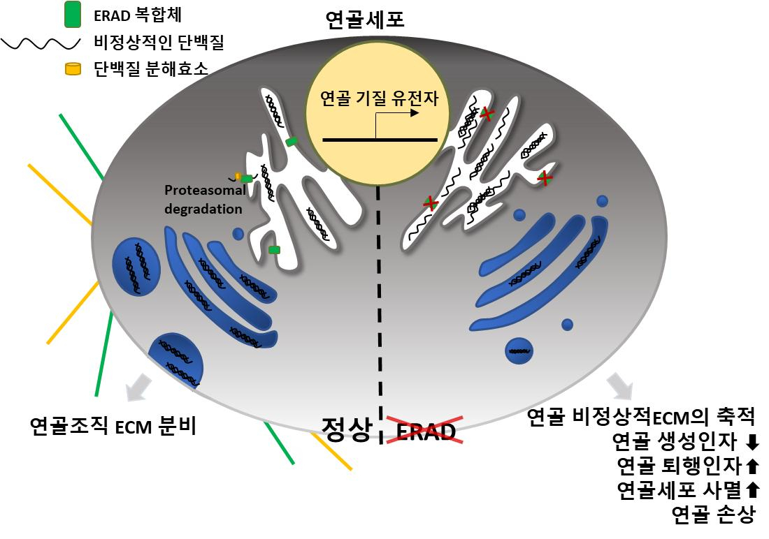 ERAD 시스템이 고장난 연골세포(오른쪽)과 정상 연골세포(왼쪽).[UNIST 제공]