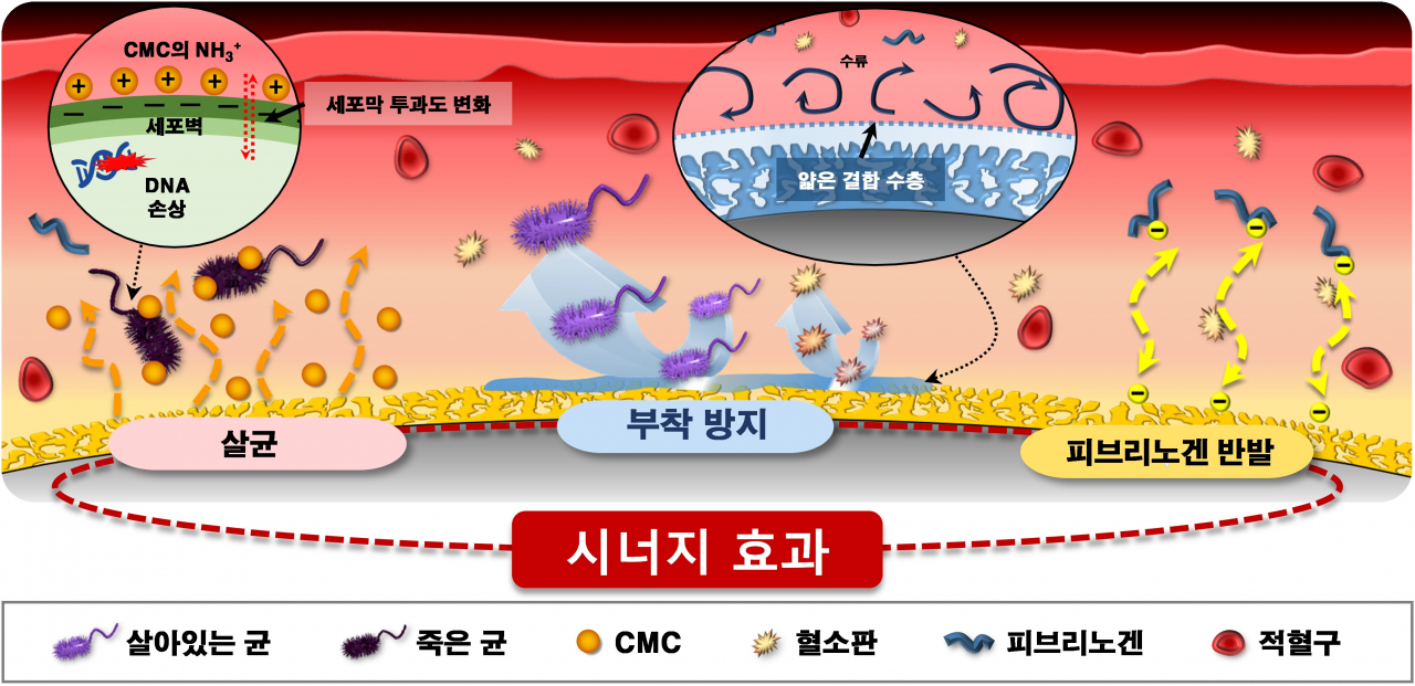 제안된 코팅 기술이 적용된 혈관 카테터의 다기능 성능 시너지 효과.[전북대학교 제공]