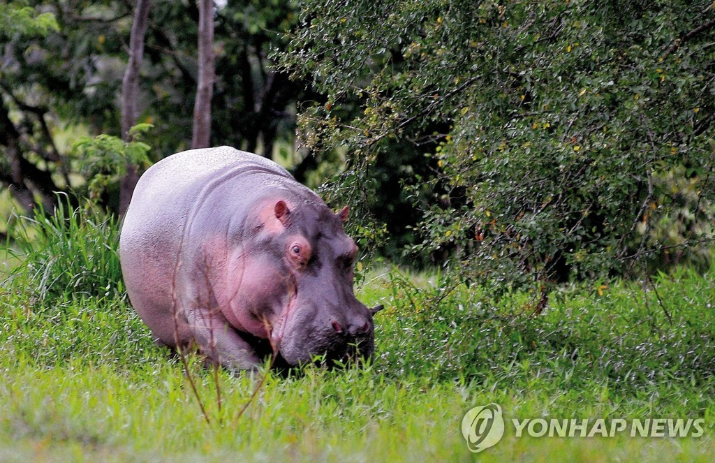 콜롬비아 마약상 파블로 에스코바르의 동물원에서 자라난 하마 [EPA 연합]