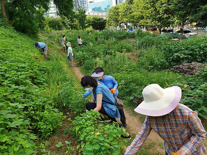 마포구 자투리텃밭에서 구민들이 경작하고 있다. [마포구청 제공]
