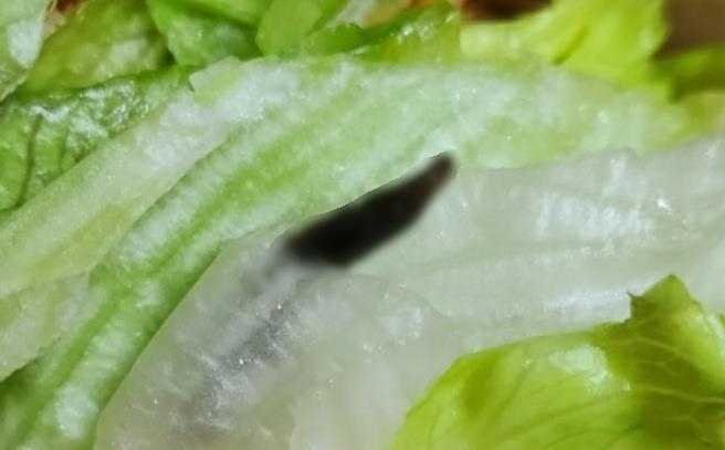 유명 체인 햄버거에서 나온 민달팽이. [제보자 제공]