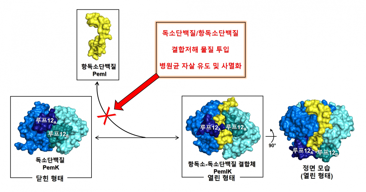 독소단백질과 항독소단백질의 결합을 방해할 수 있는 약물을 넣어주면 독소단백질 PemK는 지속해서 병원균 속에 있는 전령알엔에이(mRNA)를 분해하게 되며, 결국 병원균은 자살 유도되어 사멸된다.[서울대학교 제공]