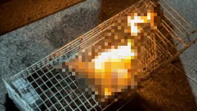 고양이를 산 채로 불태우며 잔혹하게 학대하는 모습이 담긴 영상이 온라인 커뮤니티에 올라와 동물보호단체가 경찰에 고발장을 냈다. 고양이를 학대하는 모습. [디시인사이드 캡처]