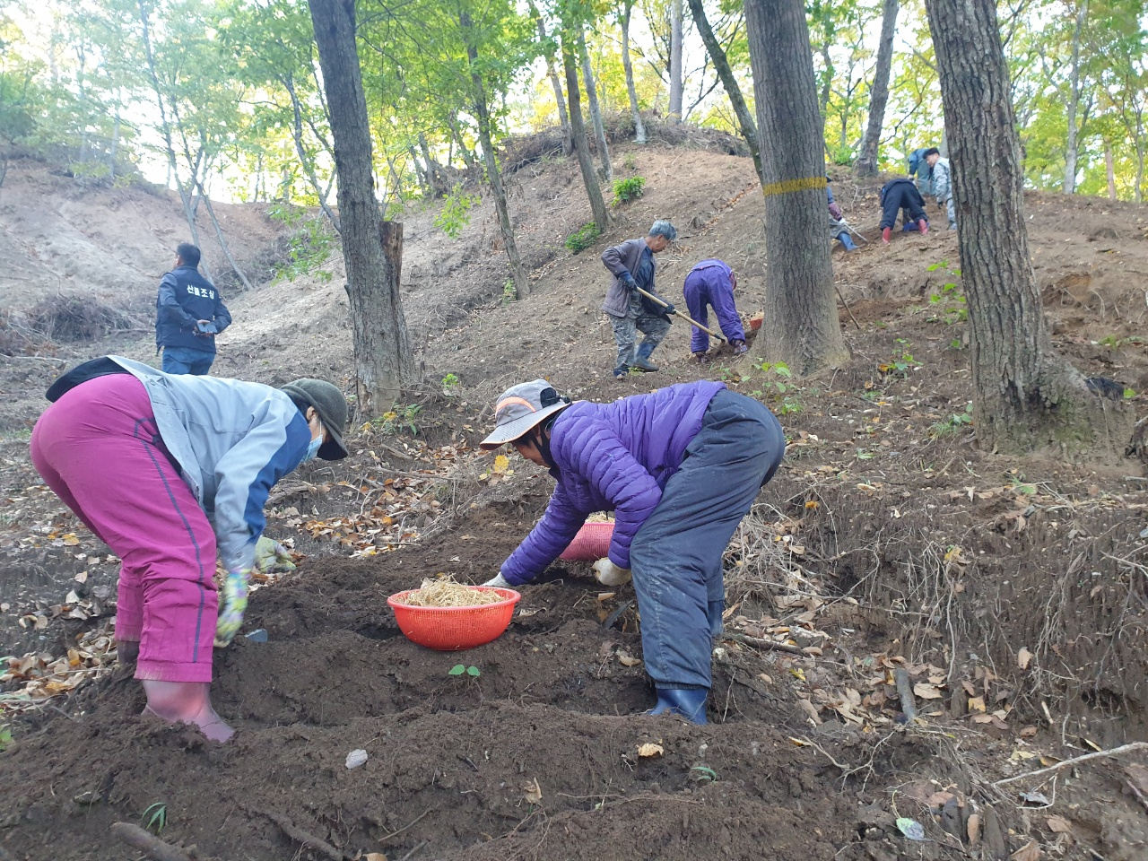 산양삼 재배단지 파종 모습.[한울원자력본부 제공]