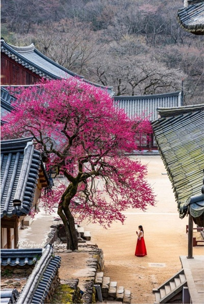 대한불교조계종 화엄사 홍매화. [구례군 제공]