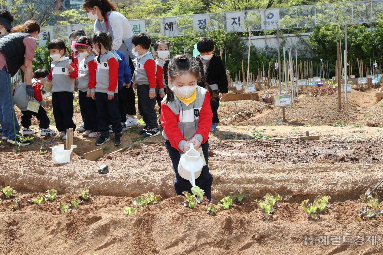 한 어린이가 문래동 공공용지내 텃밭에 심은 상추에 물을 주고 있다. [영등포구]