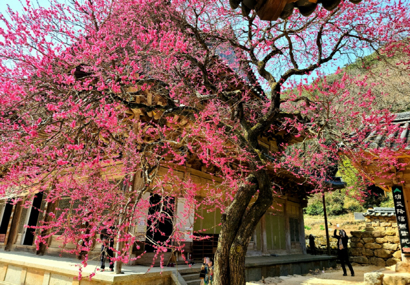 화엄사 매화