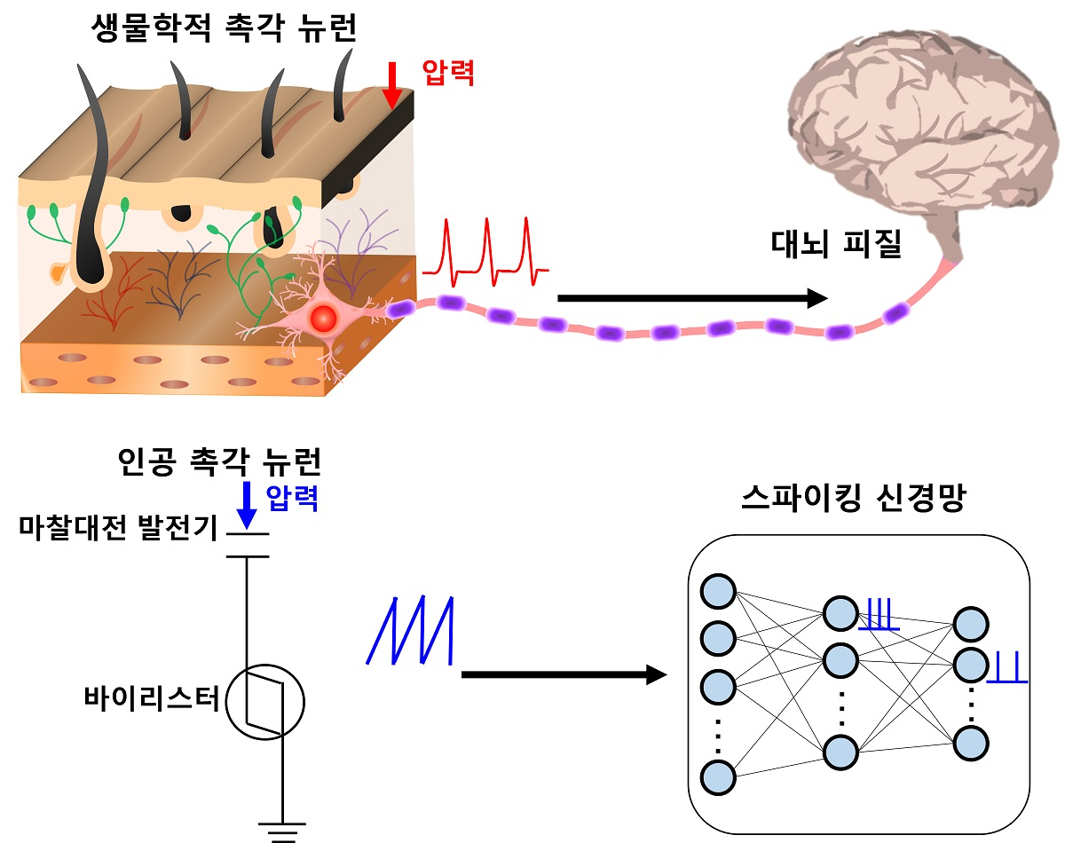 인간의 촉각 뉴런을 모방한 뉴로모픽 모듈 개념도.[KAIST 제공]