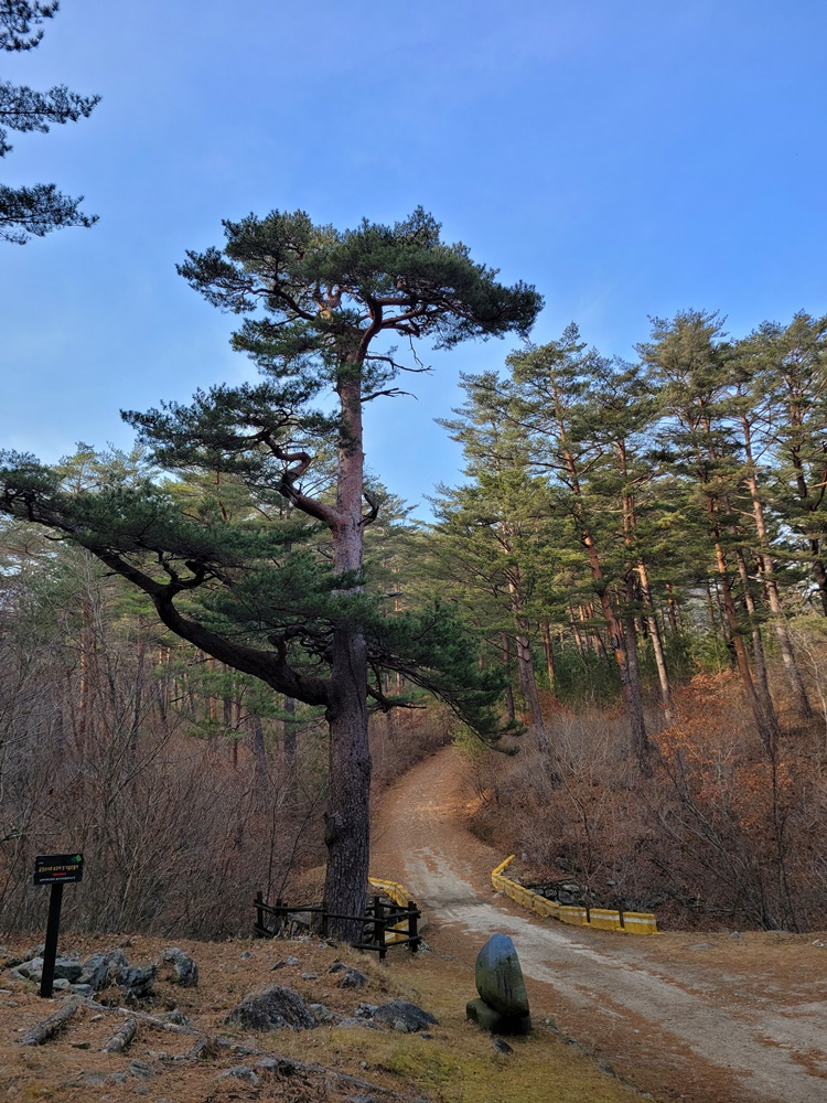 대왕송 모습.[산림청 제공]