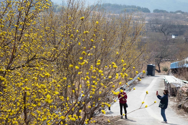 10일 전남 구례군 산동면 산수유 군락지에서 상춘객들이 노란 산수유를 배경으로 사진 촬영하고 있다. [구례군 제공]