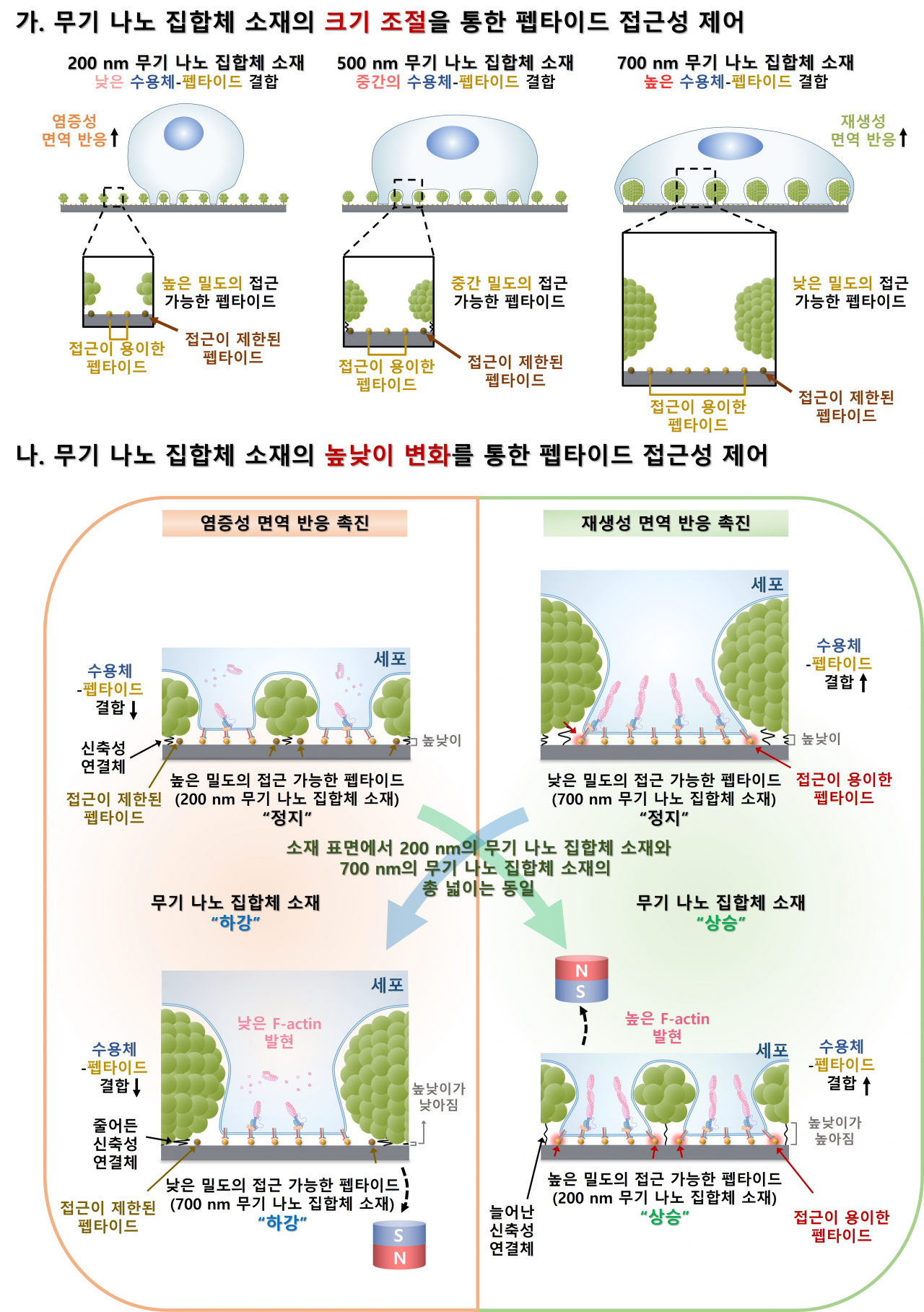 무기 나노 집합체 소재의 크기와 원거리 높낮이 조절에 따른 펩타이드 접근성 제어 시스템의 모식도.[고려대학교 제공]