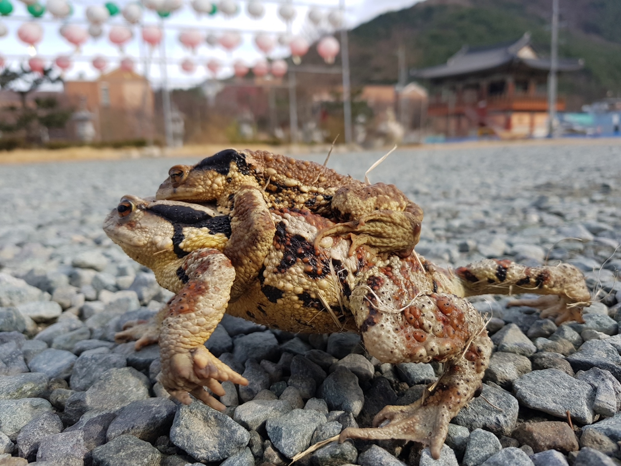 두꺼비들이 산란을 위한 이동을 하는 모습.[수성구 제공]