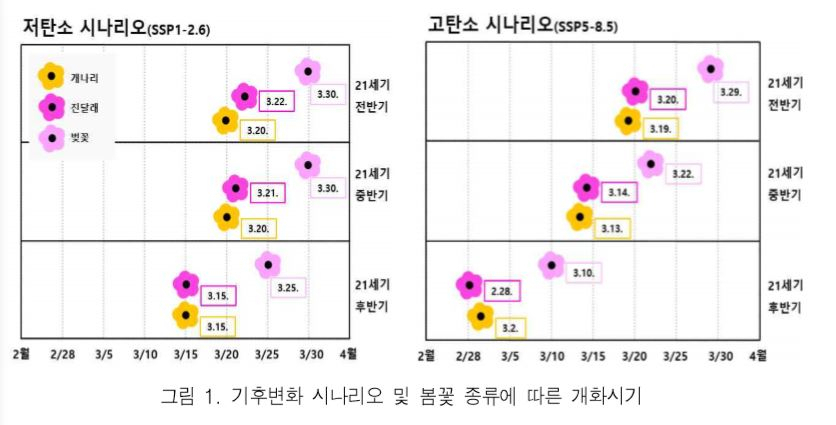 기후변화 시나리오에 따른 봄꽃 종류별 개화 시기. [기상청 제공]