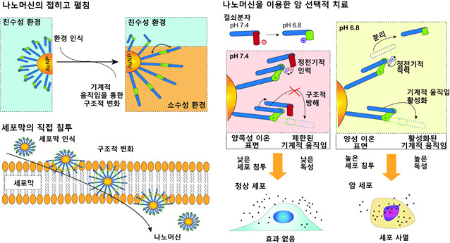 KIST-UNIST 공동연구진이 암세포만 골라 침투하여 죽이는 나노머신과 그 작동원리.[KIST 제공]