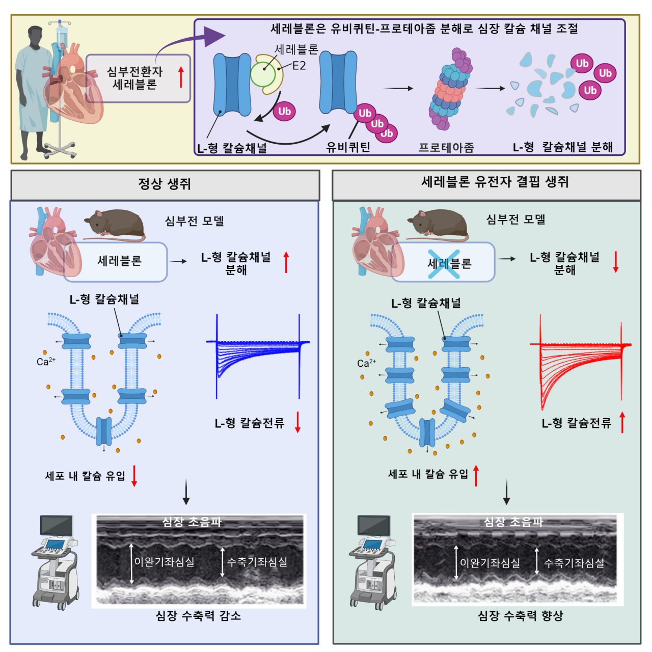세레블론과 L-형 칼슘채널의 병리학적 조절 기전과 심장 수축기능 개선 효과.[인제대학교 제공]