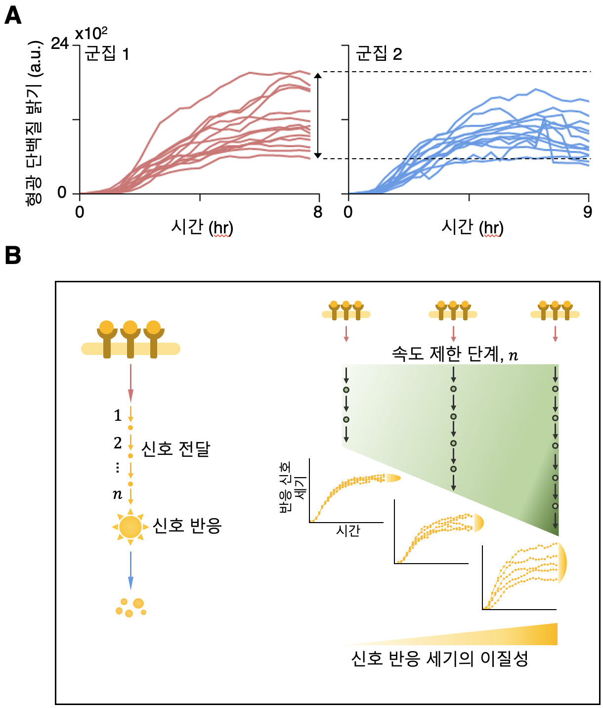 (A) 항생제 투여 후 시간에 따른 대장균 반응 신호의 세기를 형광 단백질을 통해 측정한 시계열 자료. 두 군집에서 신호 세기의 이질성이 관측되며 그 크기가 서로 다르게 나타난다 (화살표, 점선) (B) 연구 결과 도식. 신호 전달에 관여하는 속도 제한 단계의 수가 많아질수록 최종적으로 반응하는 신호의 세기의 이질성이 커진다.[KAIST 제공]