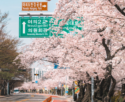 서울 여의도 벚꽃길 [영등포구 제공]