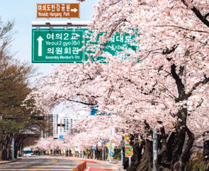 서울 여의도 벚꽃길. [영등포구 제공]